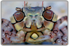 Pom Pom-less Crab